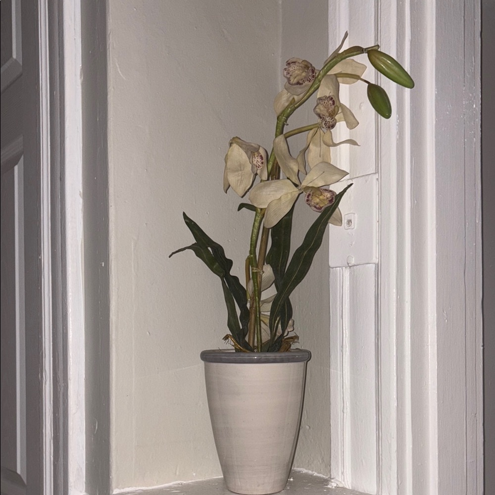 Elegant Potted Orchid SOLD